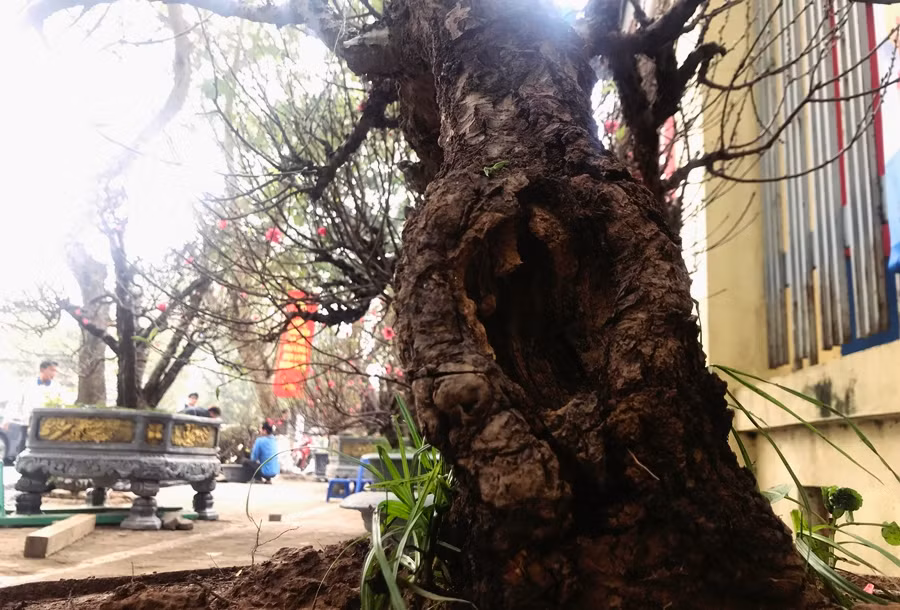 Trong khi đó, những cây đào nhỏ hơn sẽ được bán hoặc cho thuê với giá từ 10 -15 triệu đồng/gốc.