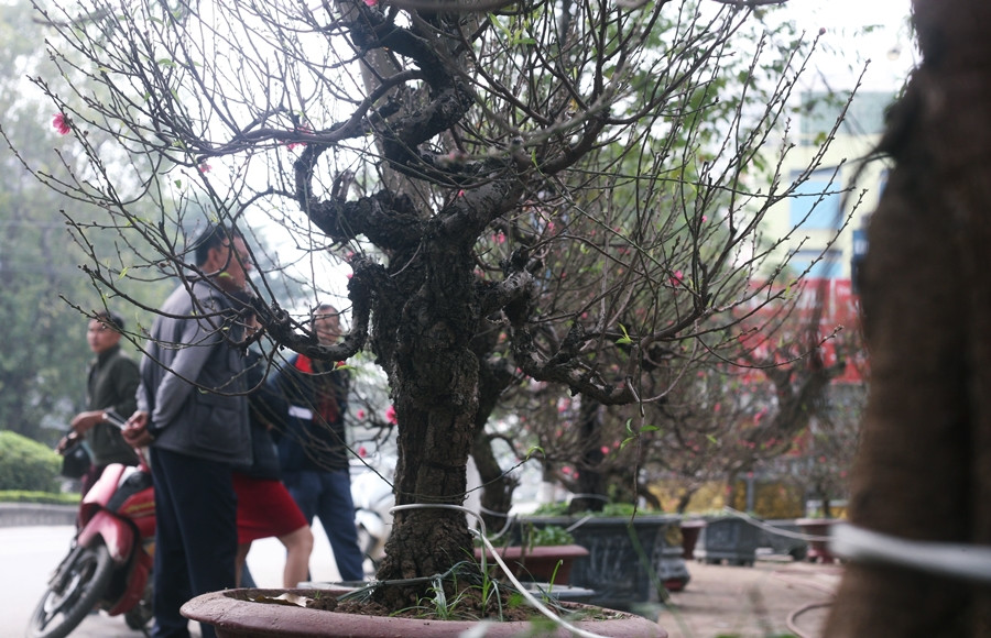 Dao khung gia hang tram trieu hut dan choi Tet Nguyen dan 2020