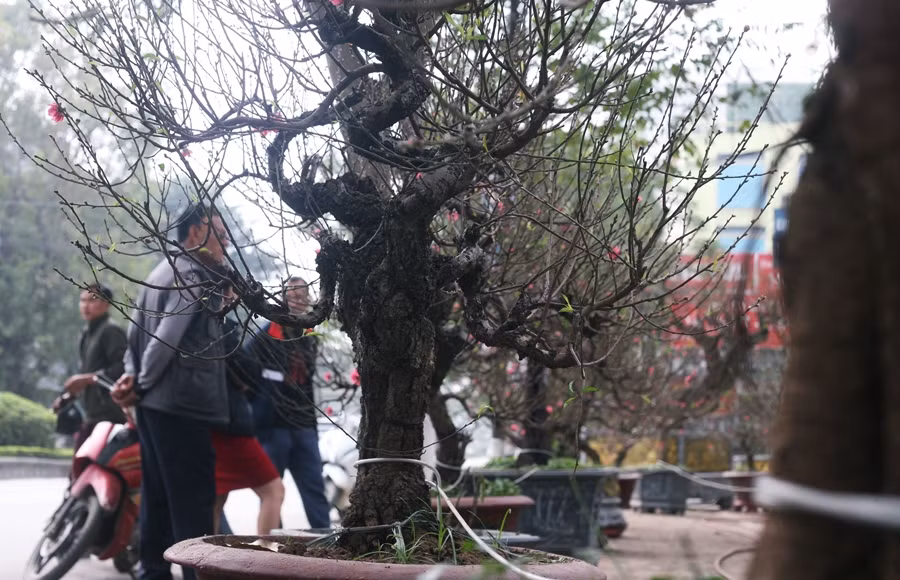 Dao khung gia hang tram trieu hut dan choi Tet Nguyen dan 2020