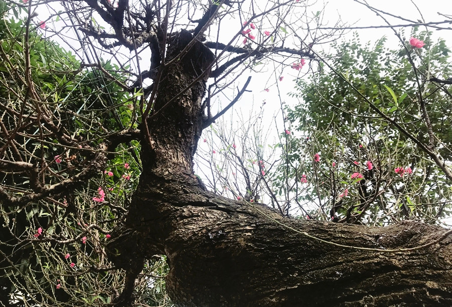 Một gốc đào “khủng” có thế uốn lượn, thân cao trên 2 mét, với những vết sần sùi, cành già cỗi theo thời gian.