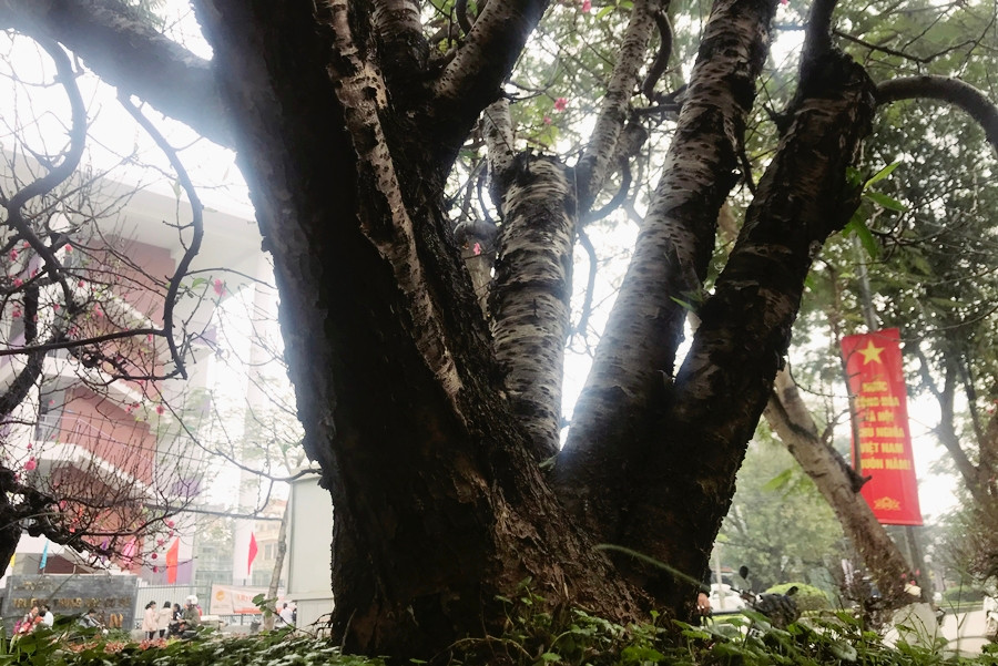 Theo nữ chủ vườn tại đây, những gốc đào này có tuổi đời từ vài chục đến hàng trăm năm, được “săn” từ vùng núi Tây Bắc như Điện Biên, Sơn La… hoặc đào rừng ghép đào bích, rồi trồng chăm sóc nhiều năm liền tại Phú Thượng (Tây Hồ, Hà Nội).