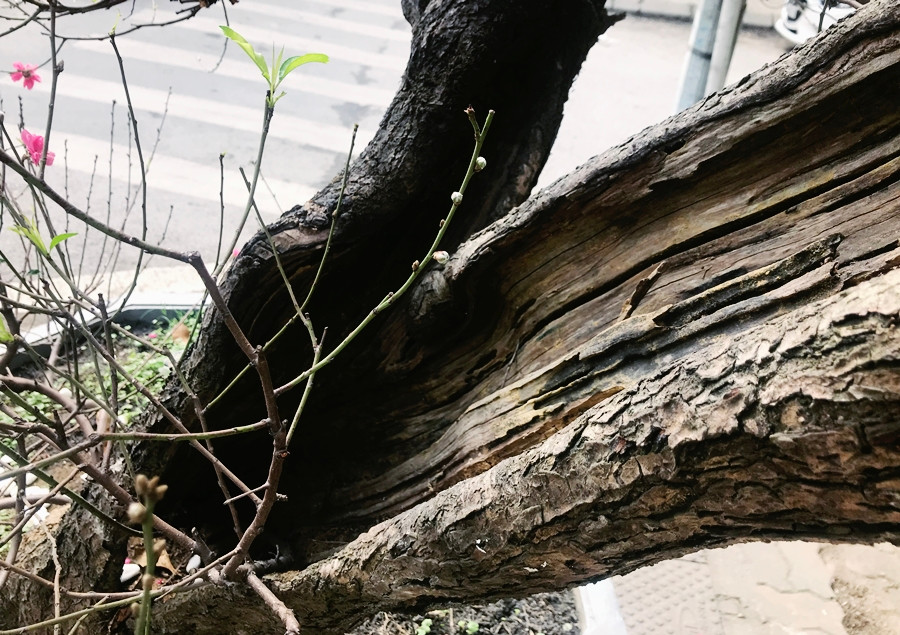 Gốc đào cổ có hai nhánh, già cỗi với những vết mục. Mới nhìn, tưởng rằng gốc cây đã bị chết, nhưng ở phía trên hoa đào đang đua nhau bung nở đỏ rực.