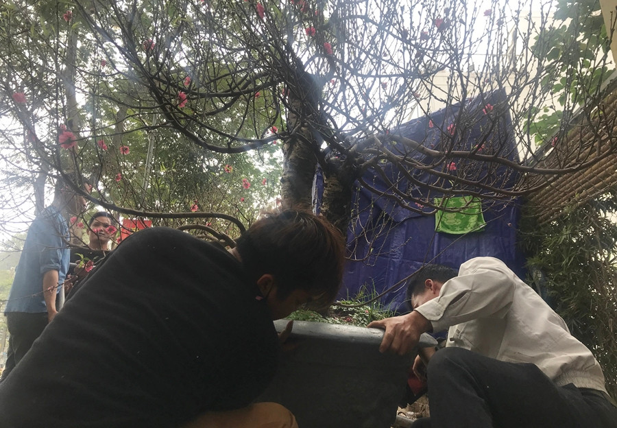 Các công nhân vận chuyển, chăm sóc đào cổ rất cẩn thận và tỉ mỉ.