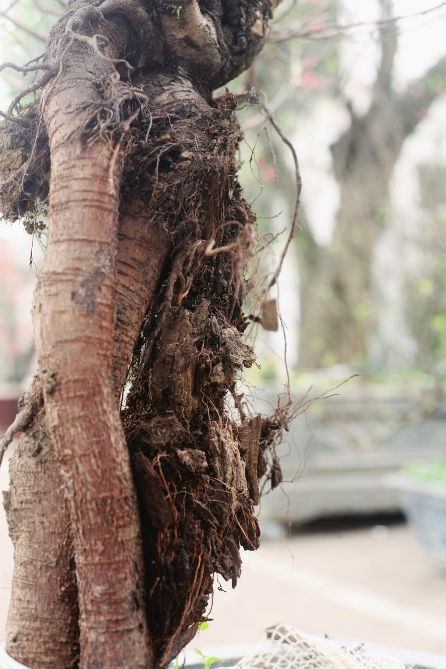 Nếu thuận lợi, khách chơi đào nhiều, thì ước tính các chủ vườn đào cổ thụ này sẽ thu về bạc tỷ dịp Tết Nguyên đán 2020.