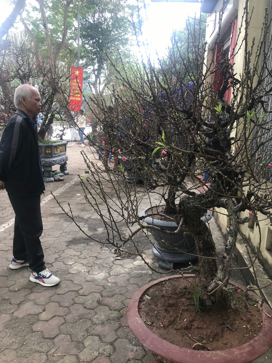 Người dân Thủ đô mê mẩn với những cây đào cổ, lạ mắt trên đường Lạc Long Quân dịp Tết Nguyên đán 2020.