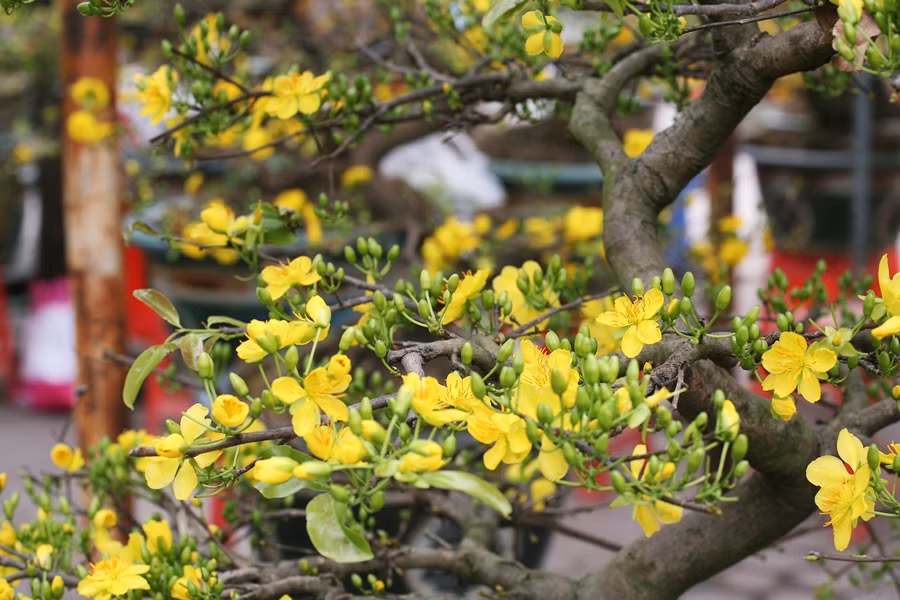 Mai Bình Định có nụ hoa to, khi nở các cánh hoa đều và màu vàng rực rất đẹp mắt.