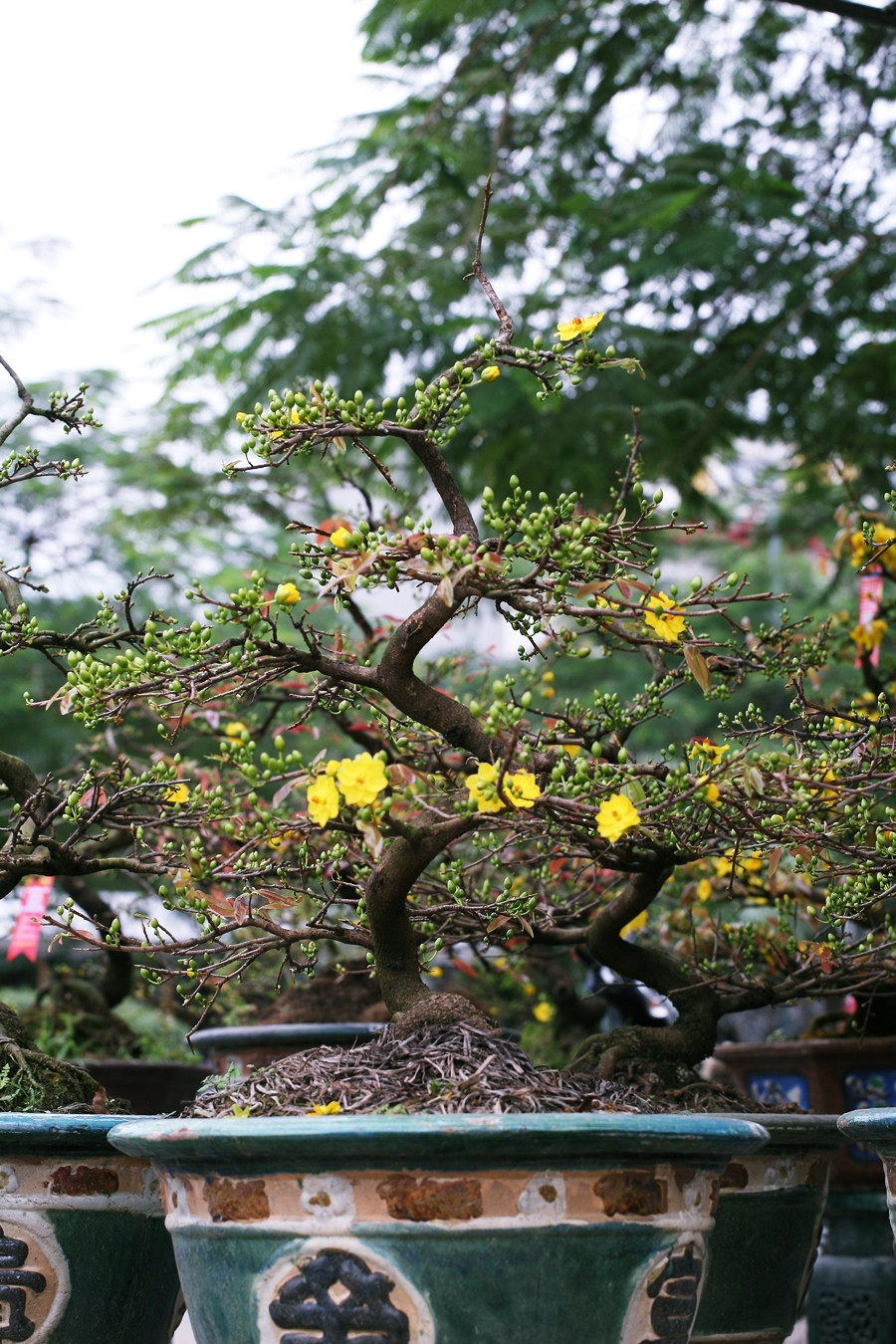 Ngày càng nhiều người Hà Nội thích chơi mai cảnh khi dịp Tết đến, xuân về bên cạnh việc lựa chọn cây đào, cây quất.