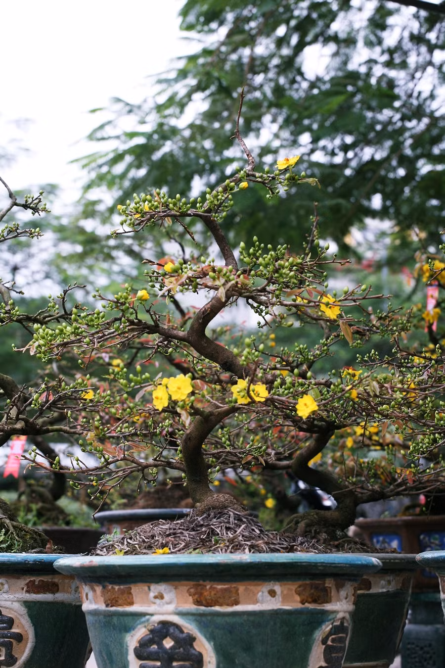 Ngày càng nhiều người Hà Nội thích chơi mai cảnh khi dịp Tết đến, xuân về bên cạnh việc lựa chọn cây đào, cây quất.