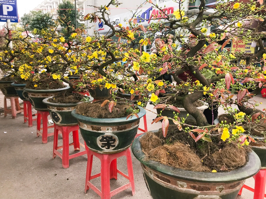 Theo nhiều người bán hàng, hầu hết những chậu mai ở đây đều được đưa từ Bình Định ra Hà Nội phục vụ người dân dịp Tết cổ truyền.