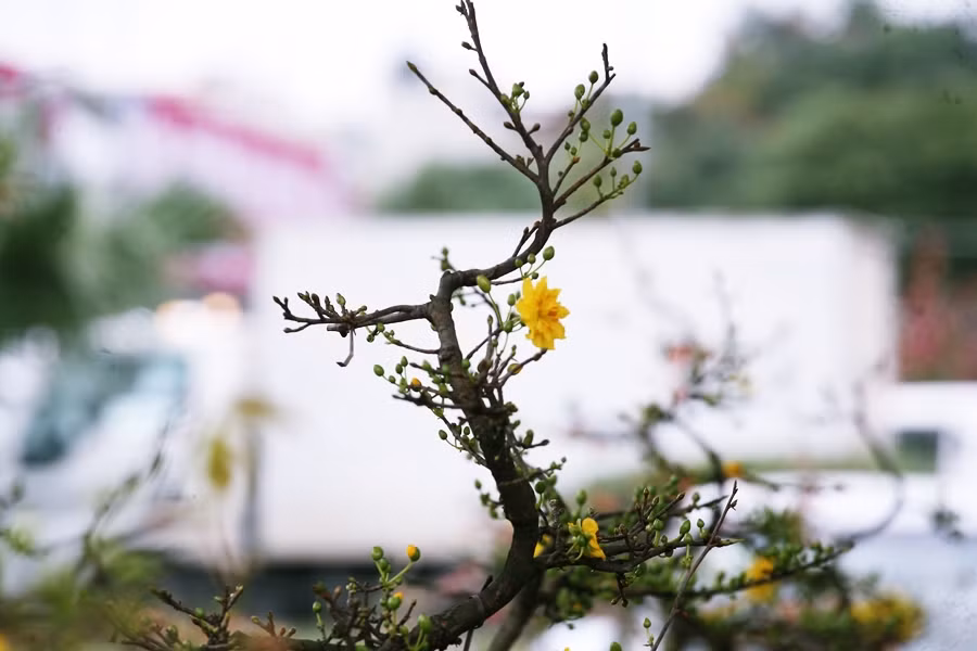 Những cây mai đều được chăm sóc tỉ mỉ, cắt tỉa, uốn nắn theo nhiều thế khác nhau để tạo sự khác biệt và tăng thêm giá trị của cây.