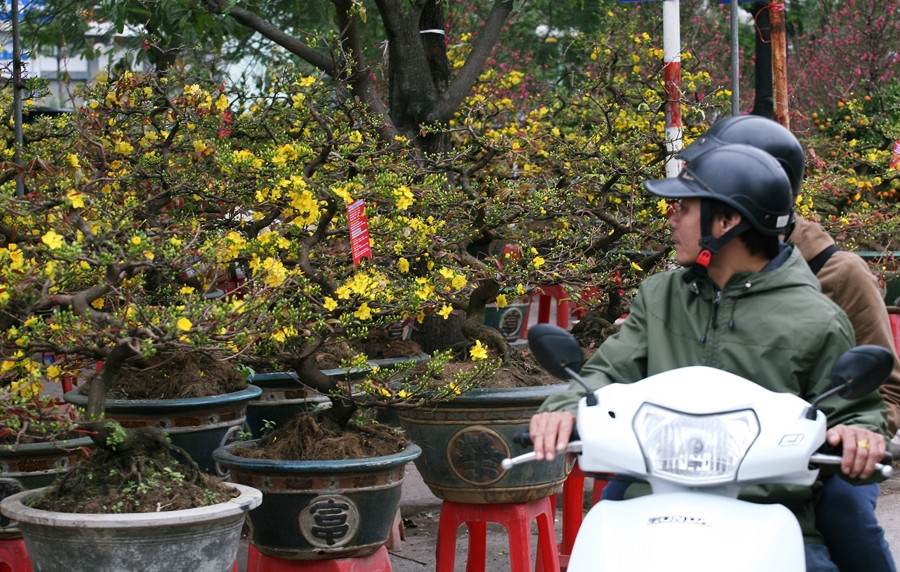 Khác với những gốc đào rừng nếu mai vàng không bán được hết sẽ được chuyển về Bình Định đợi đến dịp Tết năm sau thương lái lại vận chuyển ra Thủ đô phục vụ người dân.