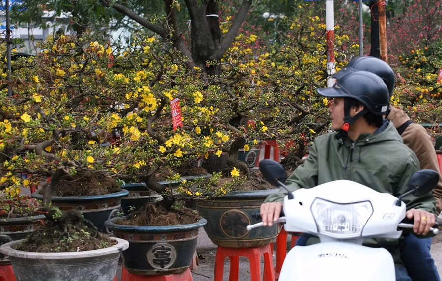 Khác với những gốc đào rừng nếu mai vàng không bán được hết sẽ được chuyển về Bình Định đợi đến dịp Tết năm sau thương lái lại vận chuyển ra Thủ đô phục vụ người dân.
