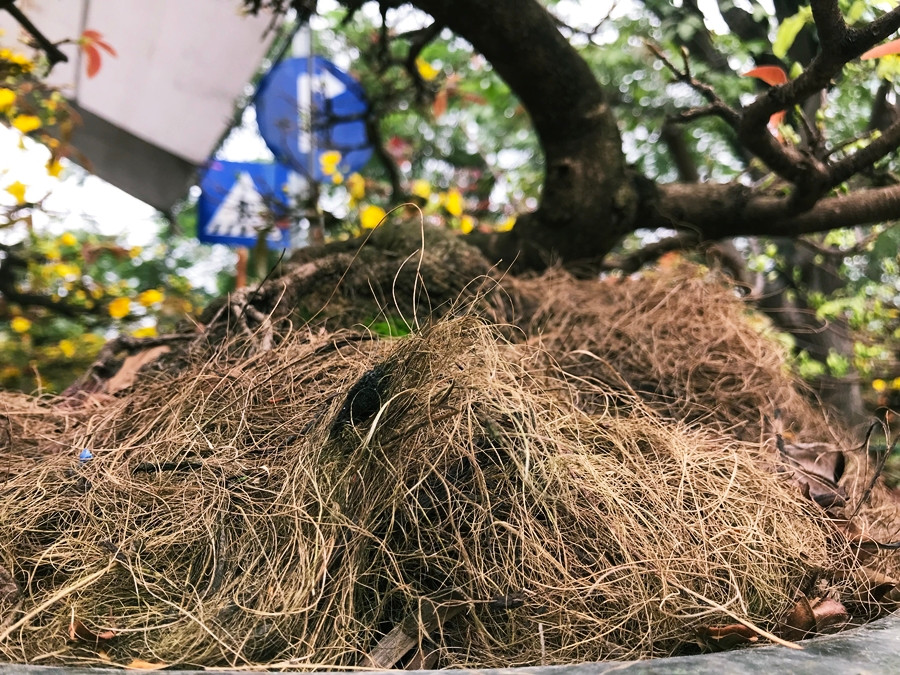 Để giữ nước cho gốc mai, người bán phủ lên một lớp cỏ khô.