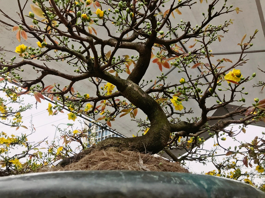 Tùy vào kích cỡ và độ tuổi, hoa mai mà thương lái bán cho người chơi. Thường thì giá của các chậu mai vàng ở đây giao động từ 800 nghìn đồng đến 3 triệu đồng/chậu nhỏ.