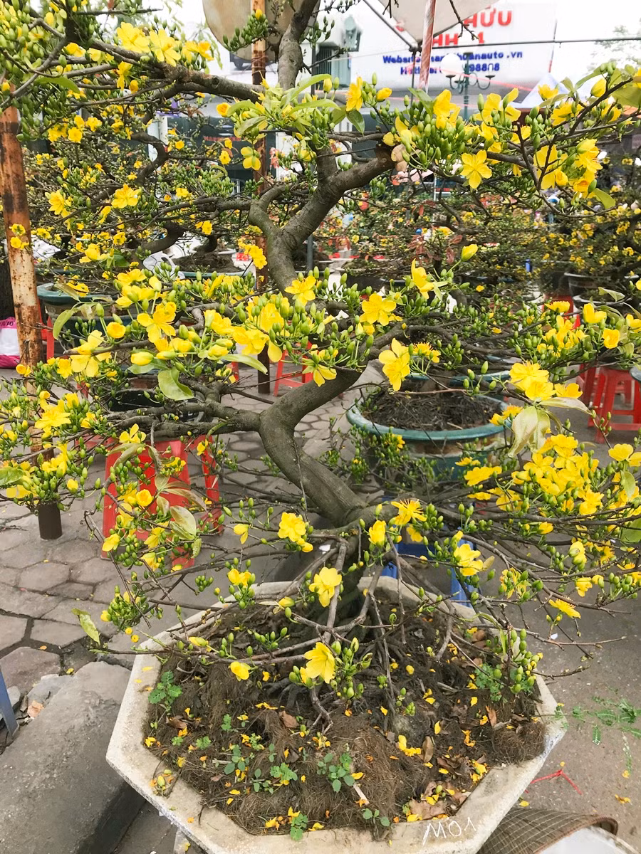 Trong khi đó, các chậu vừa và lớn sẽ giao động từ 6-8 triệu đồng/chậu. Những cây mai thế trên 10 năm có giá lên đến hàng chục triệu đồng.