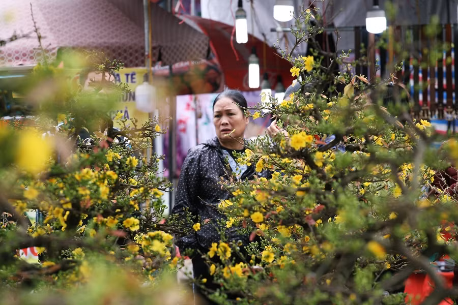 Người dân Thủ đô "mê mẩn" trước sắc vàng của hoa mai Bình Định khi đến chợ hoa dịp Tết.