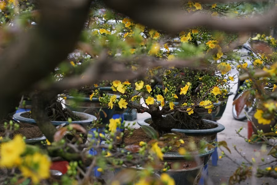 Các cây mai được bày bán khắp vỉa hè đường Tố Hữu (Hà Nội).