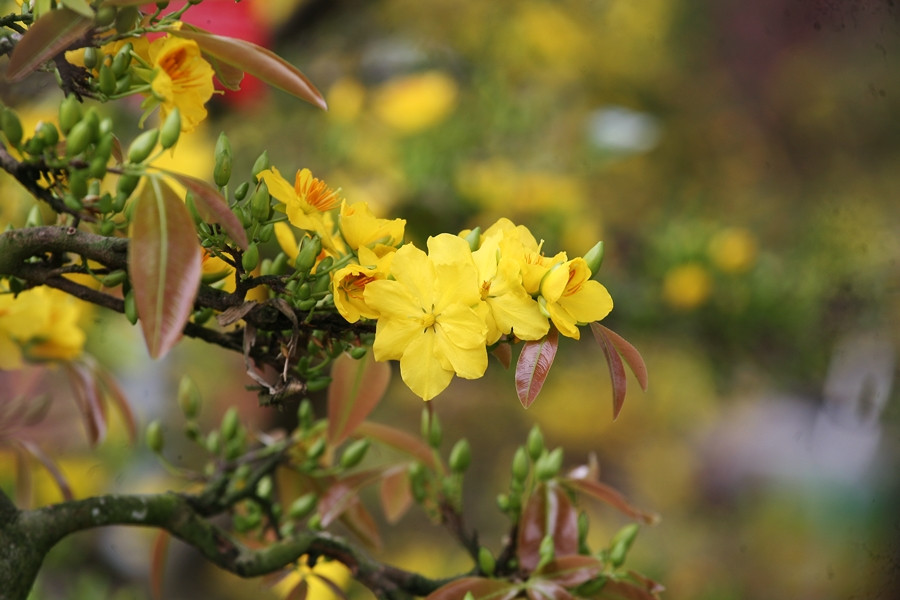 Những cánh mai vàng đua nhau nở rực, khoe sắc giữa bầu trời Thủ đô dịp Tết Nguyên đán 2020.