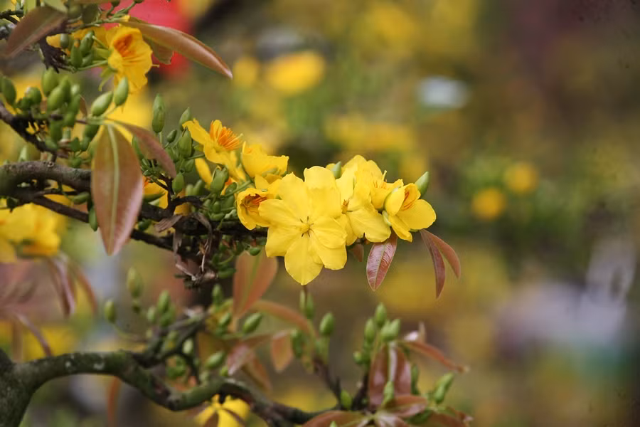 Những cánh mai vàng đua nhau nở rực, khoe sắc giữa bầu trời Thủ đô dịp Tết Nguyên đán 2020.