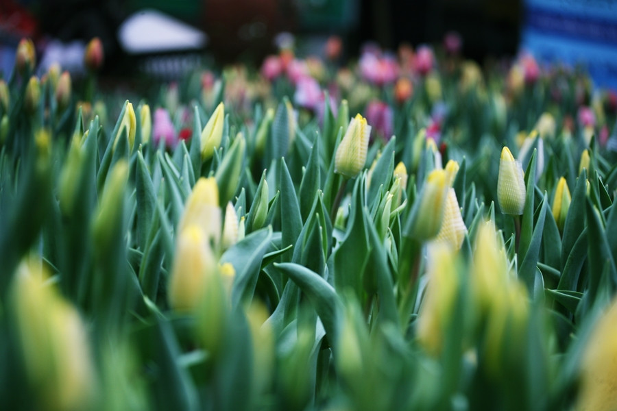 Đủ các loài hoa để người dân Thủ đô chọn mua trang trí nhà cửa đón Tết Nguyên đán.