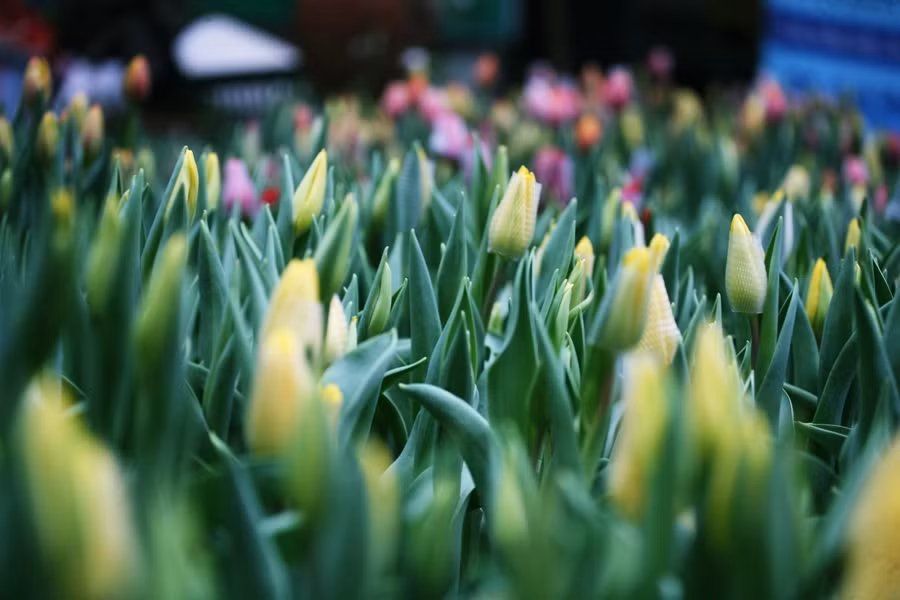 Đủ các loài hoa để người dân Thủ đô chọn mua trang trí nhà cửa đón Tết Nguyên đán.