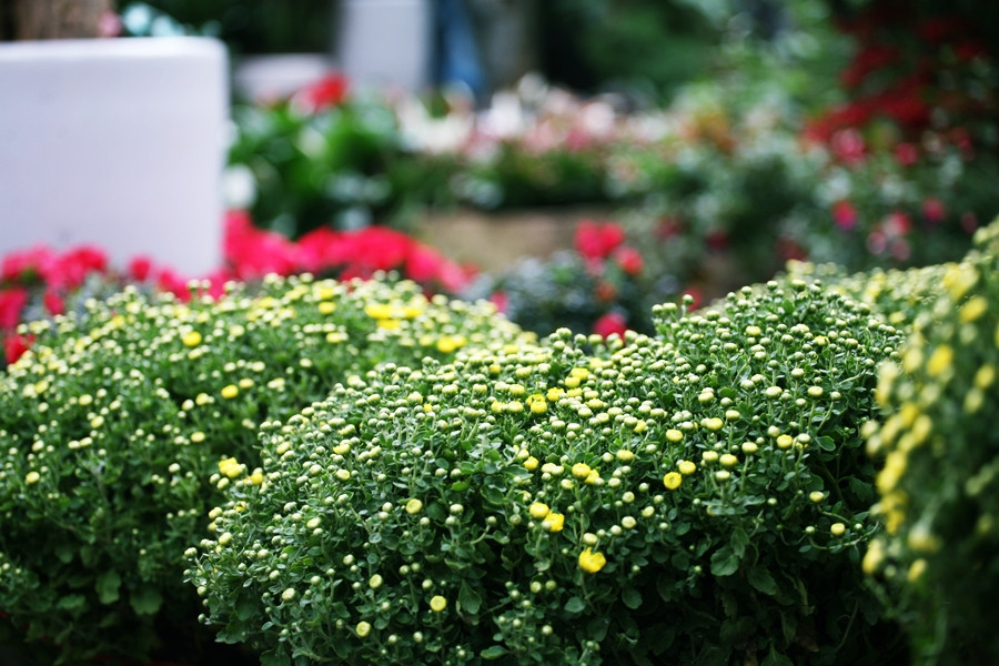 Tùy thuộc vào tài chính và nhu cầu, khách hàng có thể lựa chọn các cây, hoa cảnh ở Hoàng Hoa Thám với giá từ 50 nghìn đồng đến vài triệu đồng. Tuy nhiên, nếu khách hàng mặc cả, chủ hàng cũng giảm giá thấp hơn so với giá thách.