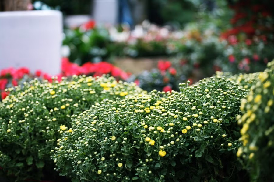 Tùy thuộc vào tài chính và nhu cầu, khách hàng có thể lựa chọn các cây, hoa cảnh ở Hoàng Hoa Thám với giá từ 50 nghìn đồng đến vài triệu đồng. Tuy nhiên, nếu khách hàng mặc cả, chủ hàng cũng giảm giá thấp hơn so với giá thách.