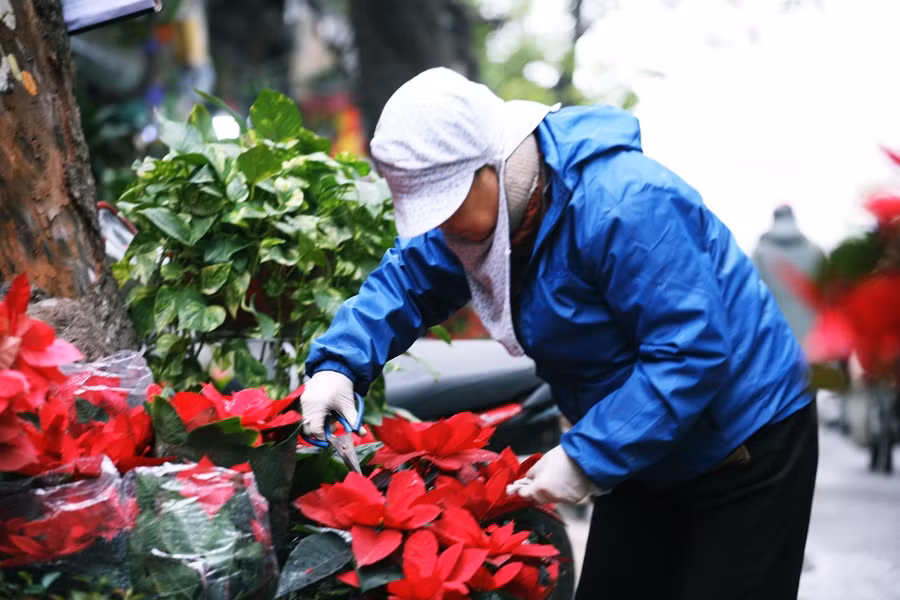 Những người bán cắt tỉa hoa nhẹ nhàng, tỉ mỉ và cẩn thận, tránh cho cánh hoa không bị rơi rụng.