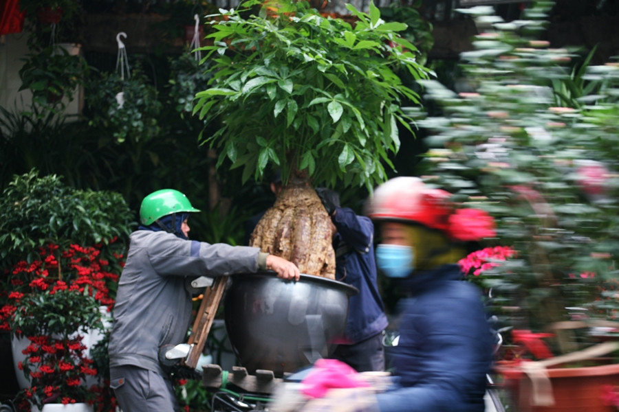 Con đường hoa nhiều năm tuổi này luôn là điểm đến thú vị cho người dân Hà Nội mua sắm dịp Tết đến, xuân về.