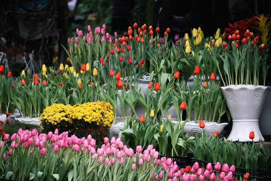 Hoa tulip được bày bán ở Hoàng Hoa Thám rất nhiều, thoải mái cho mọi người chọn lựa.