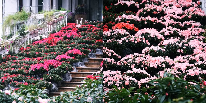 Mặc dù không có nhiều loại cây cảnh đặc trưng của ngày Tết như: quất, đào, mai,… nhưng chợ hoa Hoàng Hoa Thám những ngày này vẫn nhuộm với sắc hoa xuân rực rỡ.