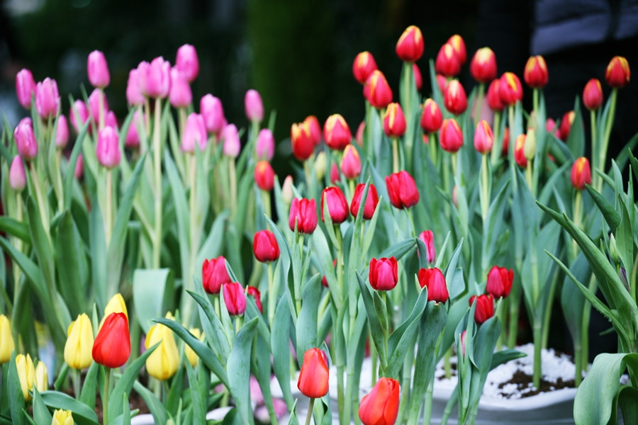 Sắc hoa tulip rực rỡ trên đường Hoàng Hoa Thám.