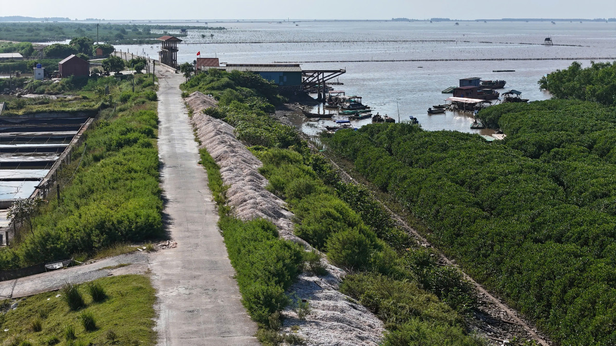 Ninh Bình: Bãi tập kết trung chuyển ngao gây ô nhiễm môi trường? - Hình 3 Ninh Binh: Bai tap ket trung chuyen ngao gay o nhiem moi truong?-Hinh-3