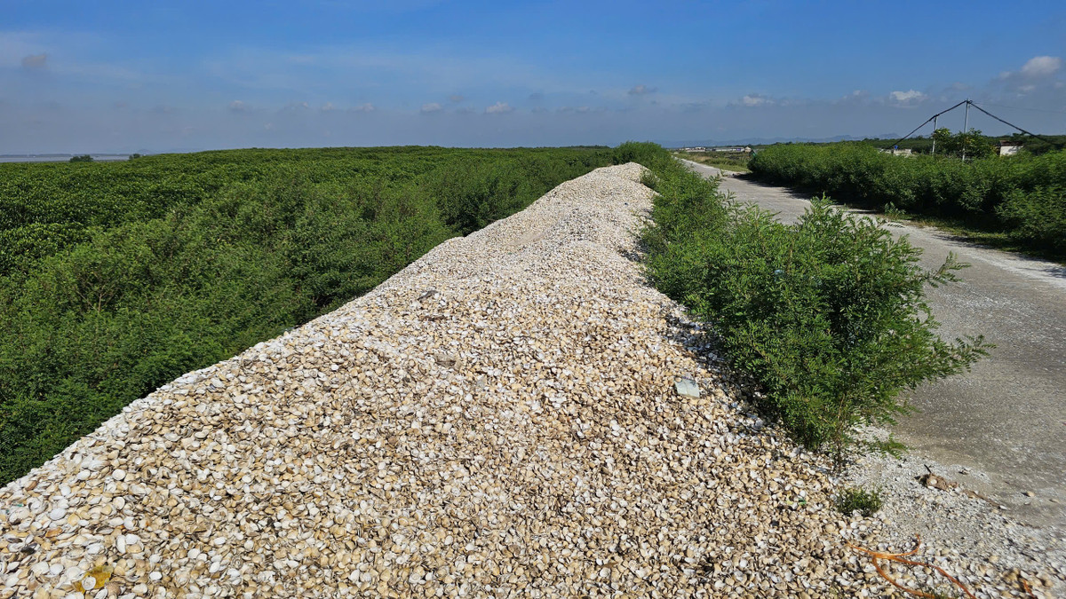 Ninh Bình: Bãi tập kết trung chuyển ngao gây ô nhiễm môi trường? - Hình 4 Ninh Binh: Bai tap ket trung chuyen ngao gay o nhiem moi truong?-Hinh-4
