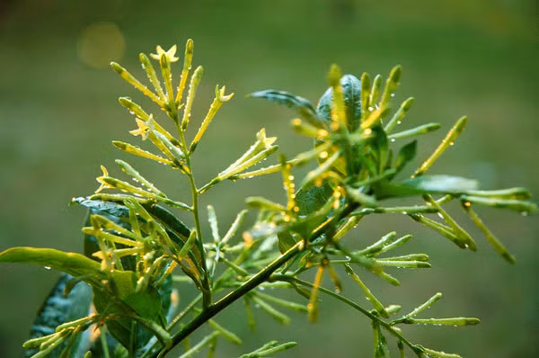 Tuy nhiên dạ hương có mùi rất nồng, ngửi lâu dễ gây nên các hiệu ứng như đau đầu, hoa mắt, chóng mặt. Vì vậy, chỉ cần một bụi hoa nhỏ với 1, 2 cành hoa là đủ.