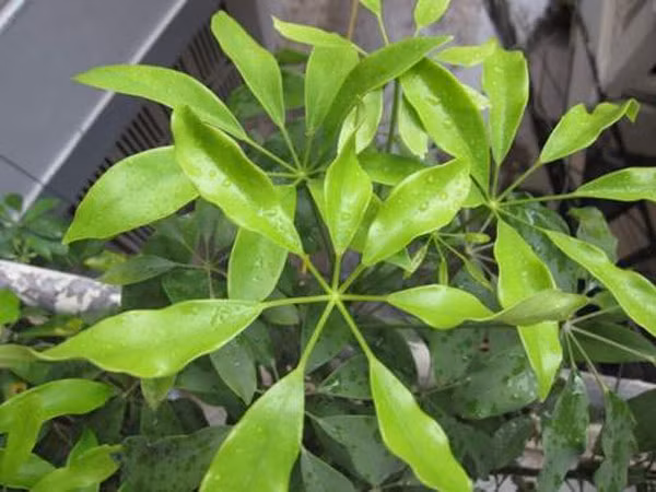 Các nhà khoa học từng nghiên cứu và nhận thấy trước khi chưa trồng ngũ gia bì, mỗi khi mở cửa thấy đàn muỗi dầy đặc ùa vào nhà, vây quanh người rất khó chịu. Khi đặt vài chậu cây tại đây thì muỗi tự tản đi không thấy quanh thềm, gần cửa nữa.