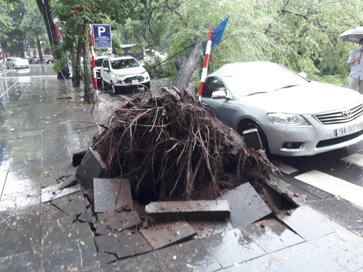 Theo báo cáo của lực lượng chức năng, vào khoảng 9h cùng ngày, một cây me cổ thụ trên phố Ngô Quyền (Hoàn Kiếm, Hà Nội) bất ngờ bị bật gốc, đổ gục vào một chiếc xe ô tô Toyota Camry biển số 29A-007.69, trước quảng trường Ngân hàng nhà nước. Chủ xe là ông Nguyễn Đức D. (SN 1971). 