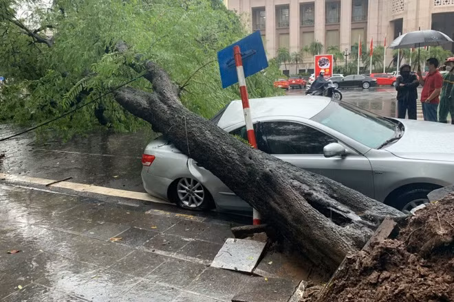 Sự việc rất may không gây thiệt hại về người. Tại hiện trường, phần thân cây cổ thụ đè nát phần đuôi và hông xe ô tô.