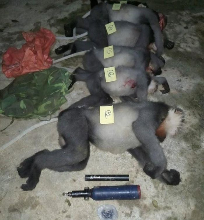  5 con voọc chà vá chân xám quý hiếm bị bắn chết: Ngày 18/10, ông Ngô Vĩnh Phong, Hạt trưởng Hạt kiểm lâm Ba Tơ (tỉnh Quảng Ngãi), cho biết lực lượng kiểm lâm phối hợp cùng công an xã và trạm quản lý bảo vệ rừng huyện này vừa phát hiện 5 con voọc chà vá chân xám bị bắn chết. 5 con voọc chà vá chân xám thuộc nhóm cực kỳ nguy cấp trong Sách Đỏ Việt Nam và Sách Đỏ IUCN.