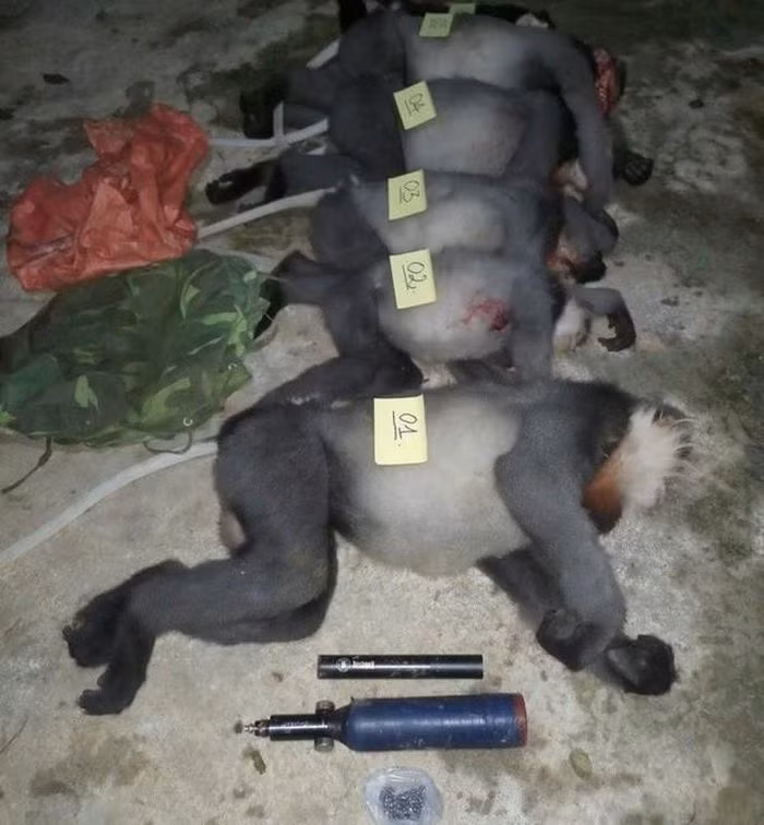  5 con voọc chà vá chân xám quý hiếm bị bắn chết: Ngày 18/10, ông Ngô Vĩnh Phong, Hạt trưởng Hạt kiểm lâm Ba Tơ (tỉnh Quảng Ngãi), cho biết lực lượng kiểm lâm phối hợp cùng công an xã và trạm quản lý bảo vệ rừng huyện này vừa phát hiện 5 con voọc chà vá chân xám bị bắn chết. 5 con voọc chà vá chân xám thuộc nhóm cực kỳ nguy cấp trong Sách Đỏ Việt Nam và Sách Đỏ IUCN.