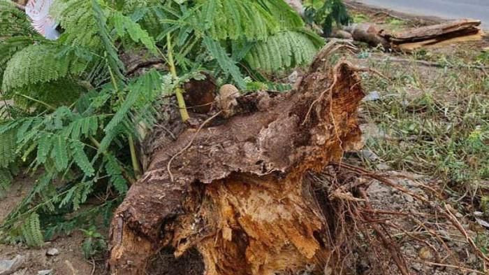 Tin nóng 14/10: Cây xanh bật gốc đè bé gái 8 tuổi tử vong Tin nong 14/10: Cay xanh bat goc de be gai 8 tuoi tu vong