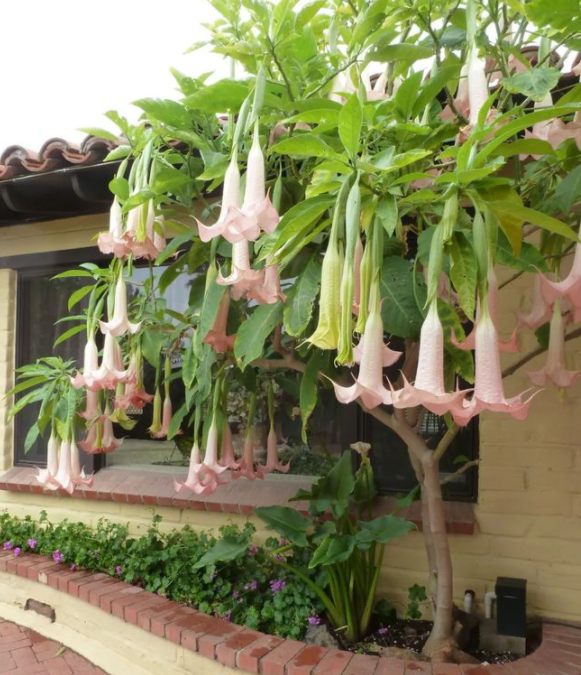 Hoa này có chứa chất Scopolamine có tác dụng kích thích hệ thần kinh trung ương, chất này có thể gây ảo giác và lú lẫn, dùng quá liều có thể dẫn đến tử vong.