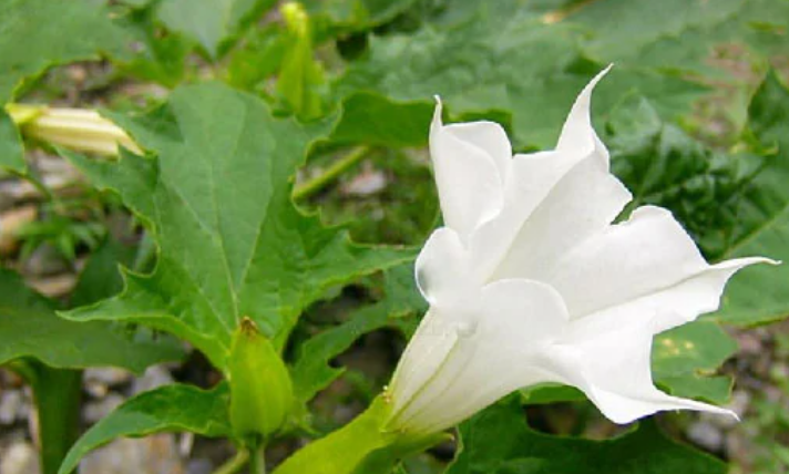 3. Cây mạn đà la có hoa rất đẹp với nhiều màu sắc phong phú như trắng, vàng, hồng, tím. Song, loài cây này là một sát thủ vô hình. Nó chứa chất độc toàn thân, hoa và hạt độc nhất, có đặc tính gây mê.