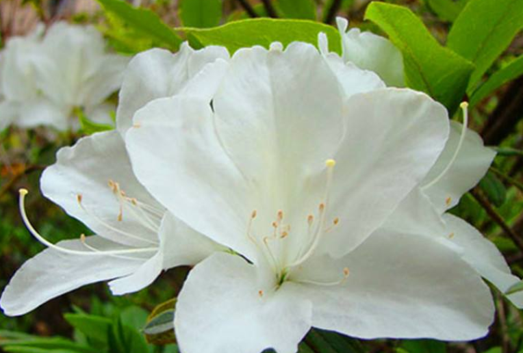 Thậm chí có người còn bị tim đập chậm, nhịp tim rối loạn, hạ huyết áp, động kinh, khó thở, tê bì chân tay, hôn mê nặng và tử vong.