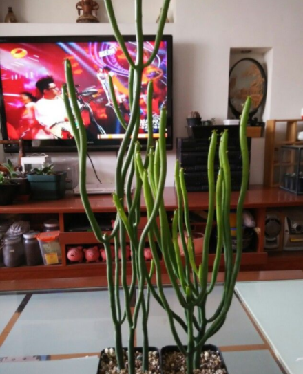 5. Cây kim dao là loại cây có độc tính, gai và nhựa của chúng rất độc, khi bám vào da có thể sưng tấy, đau nhức, viêm. Nuốt phải sẽ gây ra các triệu chứng như tiêu chảy và ngứa cổ họng. Vô tình lọt vào mắt có thể khiến mắt bị sưng đỏ, nặng thì có thể bị mù.