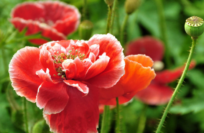 2. Cây thuốc phiện là một loại cây thuộc họ Papaveraceae, toàn cây có độc và chứa chất độc Ancaloit, trong đó quả là độc nhất, nếu ăn nhầm sẽ gây ngộ độc thần kinh trung ương, nguy hiểm đến tính mạng.