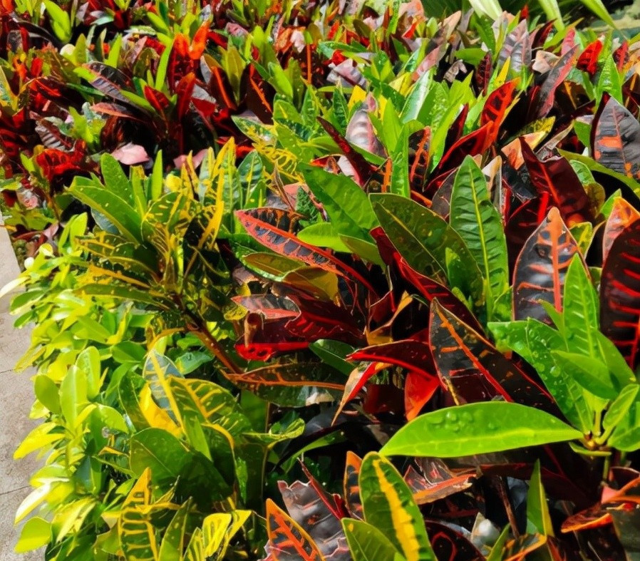 6. Biến diệp mộc là một loài thực vật có hoa trong họ Đại kích. Hình dáng kỳ dị và màu sắc sặc sỡ của những chiếc lá đặc biệt dễ thu hút sự tò mò và yêu thích của trẻ nhỏ. Tuy nhiên, những chiếc lá loang lổ có chứa nhựa cây rất độc. Hãy cẩn thận để không bị dính vào mắt hoặc miệng.