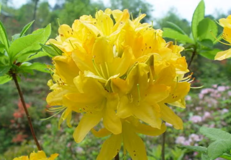 8. Hoa đỗ quyên vàng/trắng đặc biệt tinh tế và hấp dẫn về mặt ngoại hình. Thế nhưng đỗ quyên vàng và đỗ quyên trắng đều có độc. Ăn phải sẽ có cảm giác nóng rát trong miệng, trường hợp nặng sẽ xuất hiện các triệu chứng như chảy nước miếng, chảy nước mắt, buồn nôn, nôn, đau đầu, yếu cơ, kích ứng da.