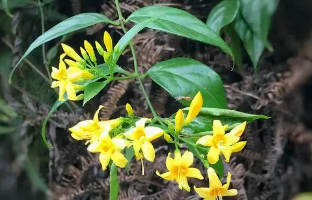 1. Chi lá ngón có những loại thực vật đẹp nhưng độc, nó có mùi thơm nhẹ, ngửi lâu sẽ gây chóng mặt. Toàn bộ cây lá ngón rất độc và chứa nhiều loại Ancaloit, có thể gây ngộ độc thần kinh mạnh. Nhẹ thì sốt và nôn mửa, nặng thì rối loạn nhịp tim, xanh xao, co giật, suy thận hoặc suy hô hấp và tử vong.