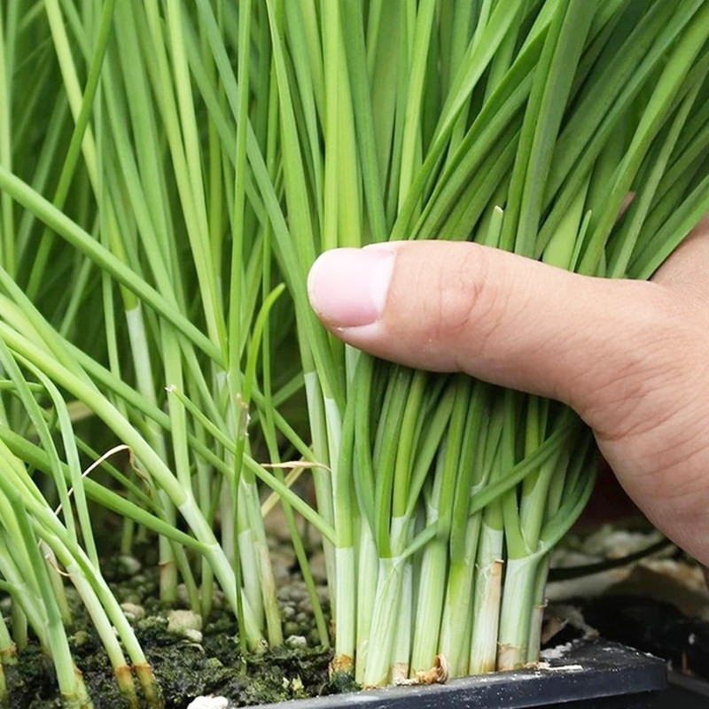 Chất alliums có trong lá hẹ cũng có thể ngăn ngừa và hỗ trợ điều trị một số bệnh ung thư, bổ sung lá hẹ vào bữa ăn hàng ngày sẽ rất tốt cho sức khoẻ.